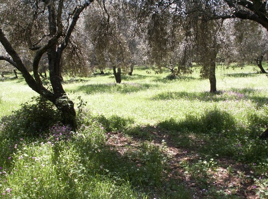 Unser Olivenfeld im Fruehling