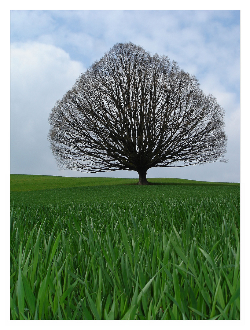 UNSER OSTER - BAUM