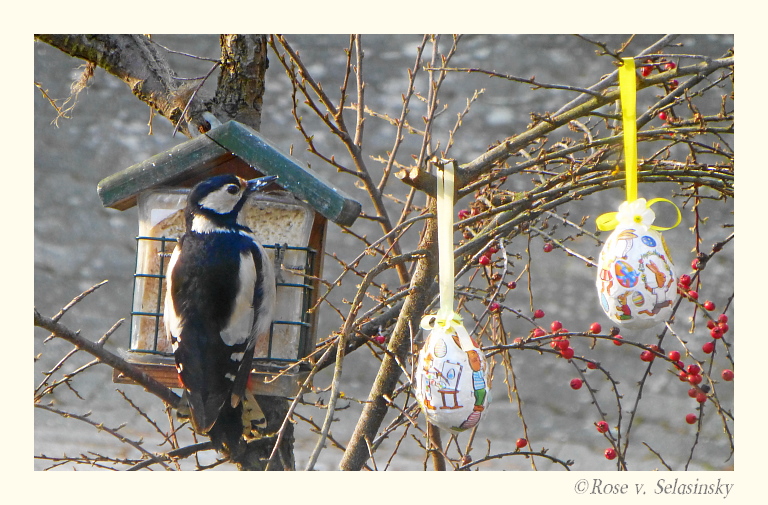 Unser "Osterbuntspecht"