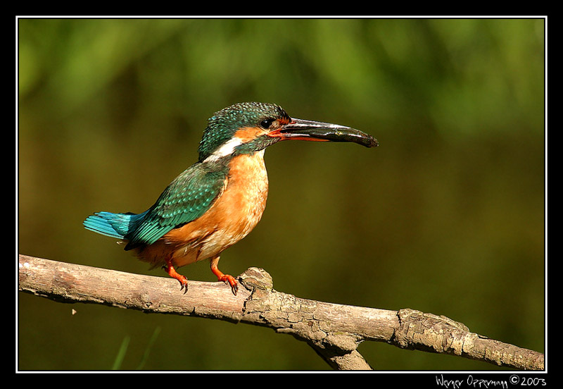 Unser Paradiesvogel...