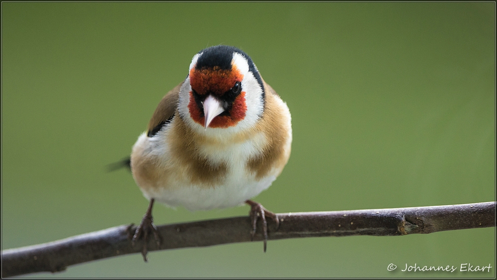 unser Paradiesvogel