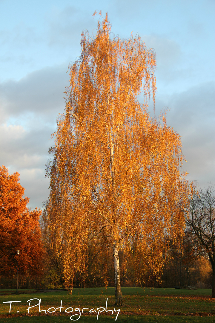 Unser Park soll schöner werden!