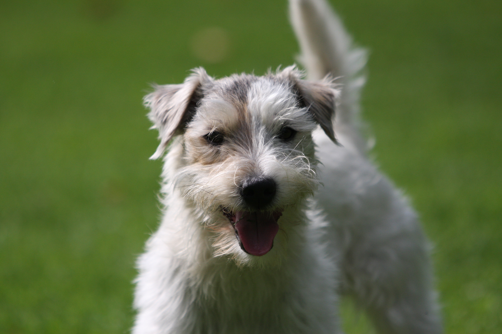 Unser Parson Russell Terrier