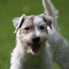 Unser Parson Russell Terrier