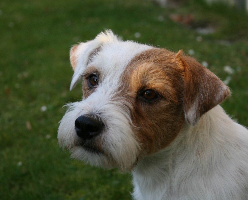 Unser Parson Russell Terrier Billy