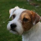 Unser Parson Russell Terrier Billy