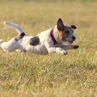 Unser Parson Russell Terrier Socke...