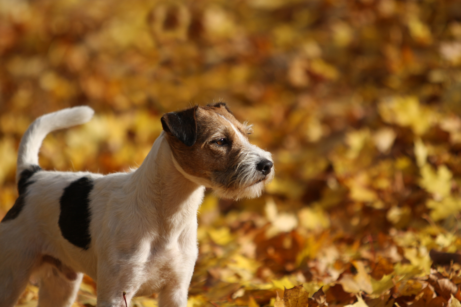 Unser Parson Russell Terrier "Socke" ...