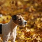 Unser Parson Russell Terrier "Socke" ...