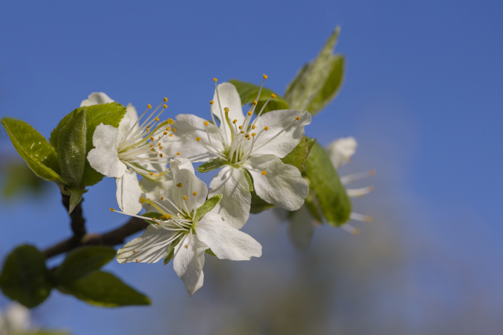 Unser Pflaumenbaum