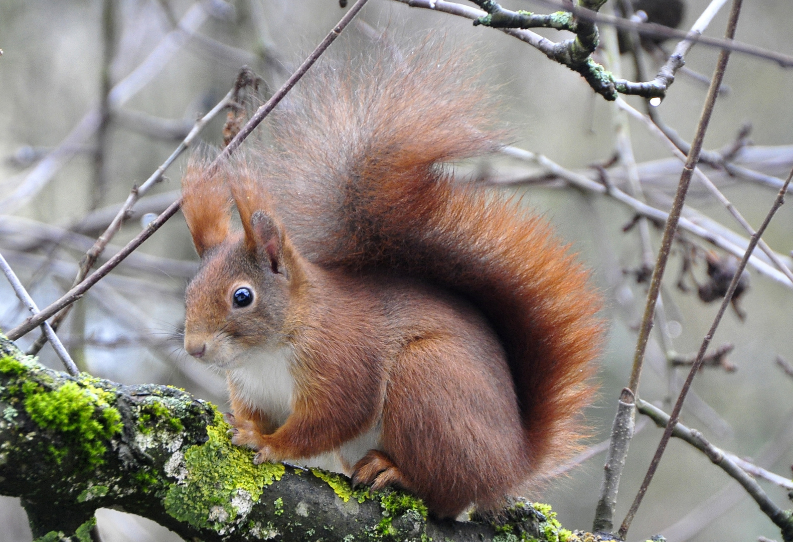 Unser Puschel Foto & Bild tiere, wildlife, wildlife sonstige tiere