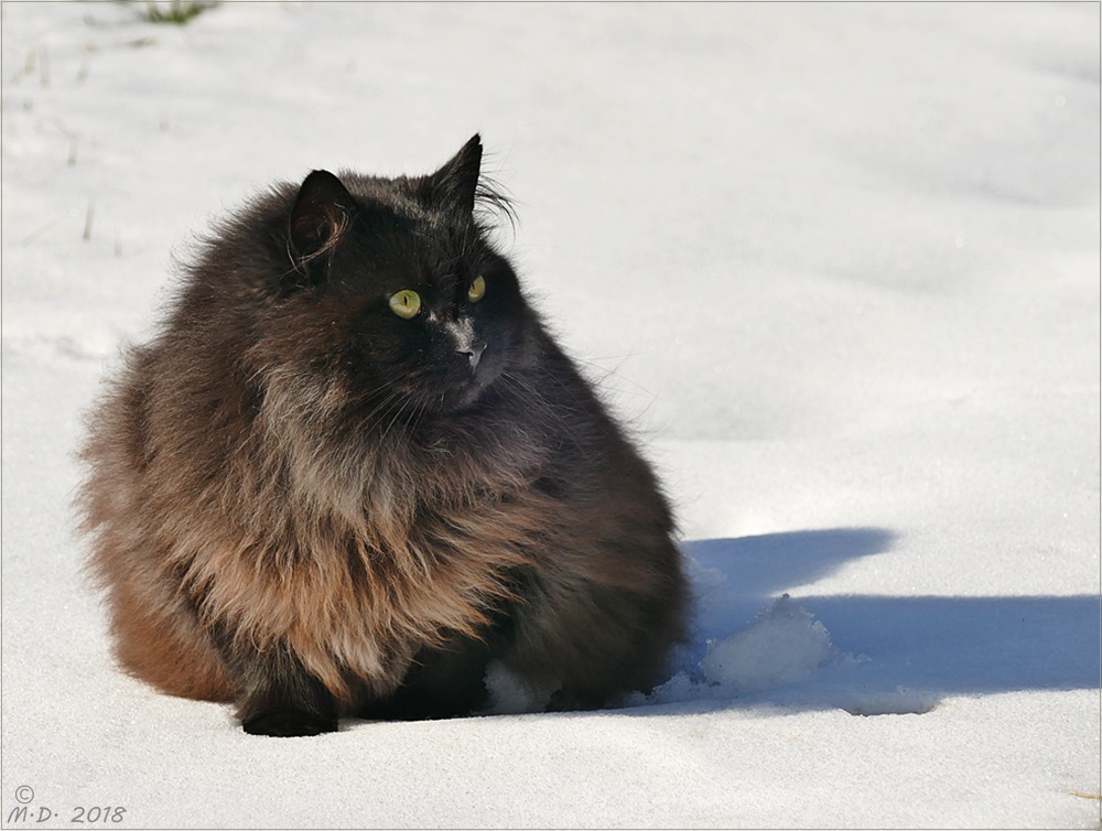 Unser Puschel-Fidel im Schnee.