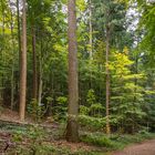 unser Radweg am Dieksee entlang II - Holsteinische Schweiz