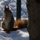 Unser "Räuber-Hörnchen" im heimischen Garten