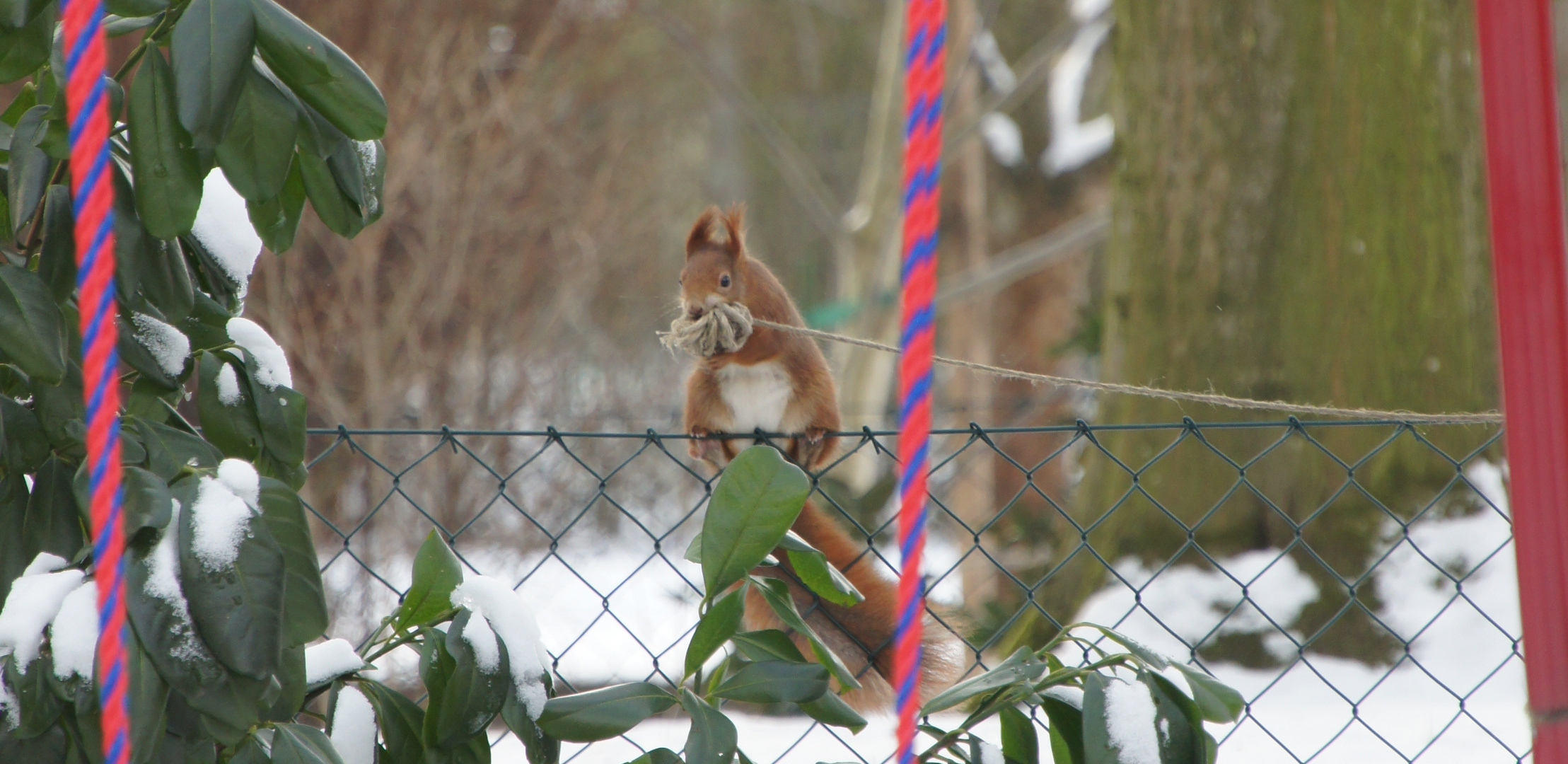 Unser "Räuber-Hörnchen" im heimischen Garten Teil 2