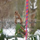 Unser "Räuber-Hörnchen" im heimischen Garten Teil 2