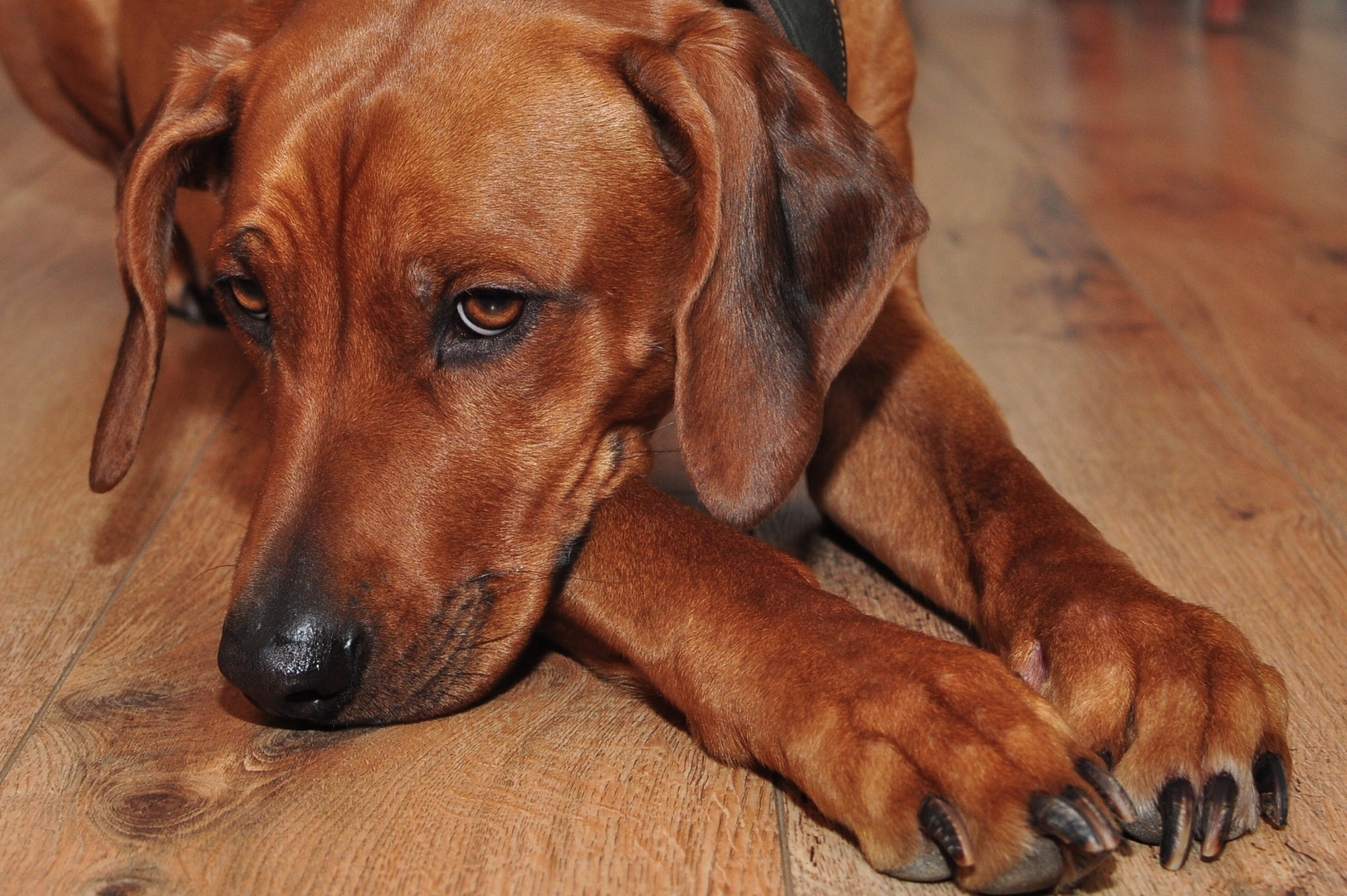 unser Rhodesian Ridgeback, eine wahre Schmuserin