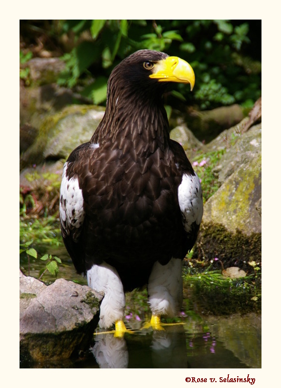 Unser Riesen Seeadler