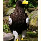 Unser Riesen Seeadler