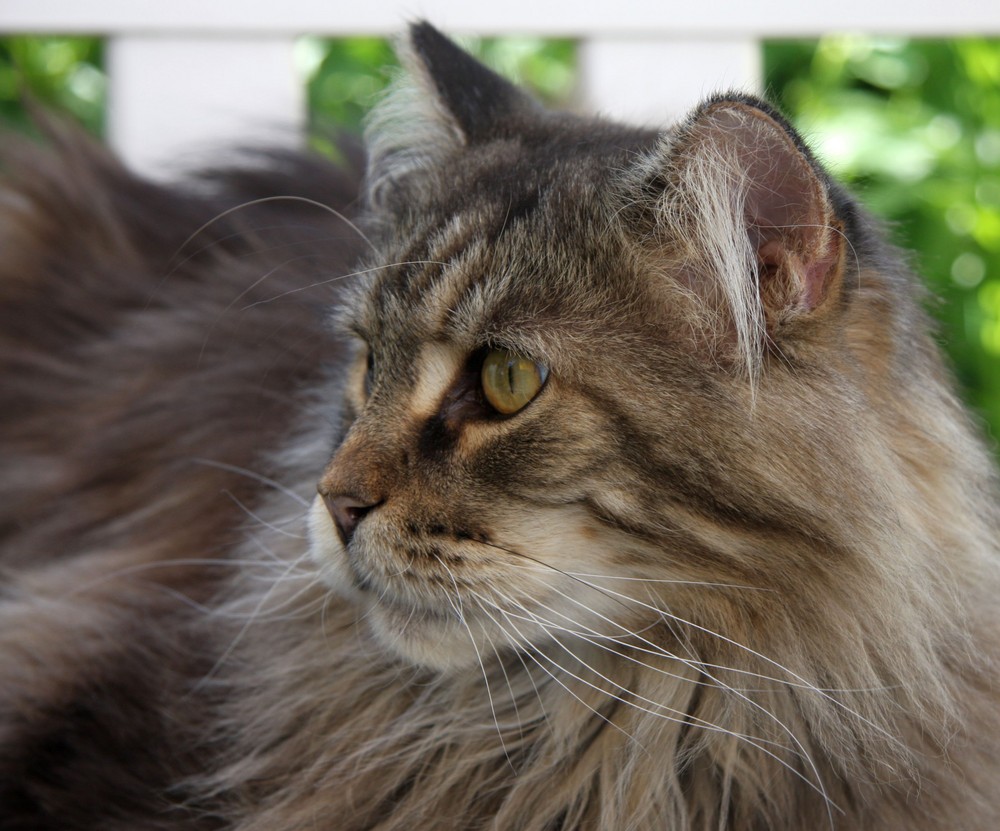 Unser Robby . Maine Coon Kater