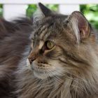 Unser Robby . Maine Coon Kater