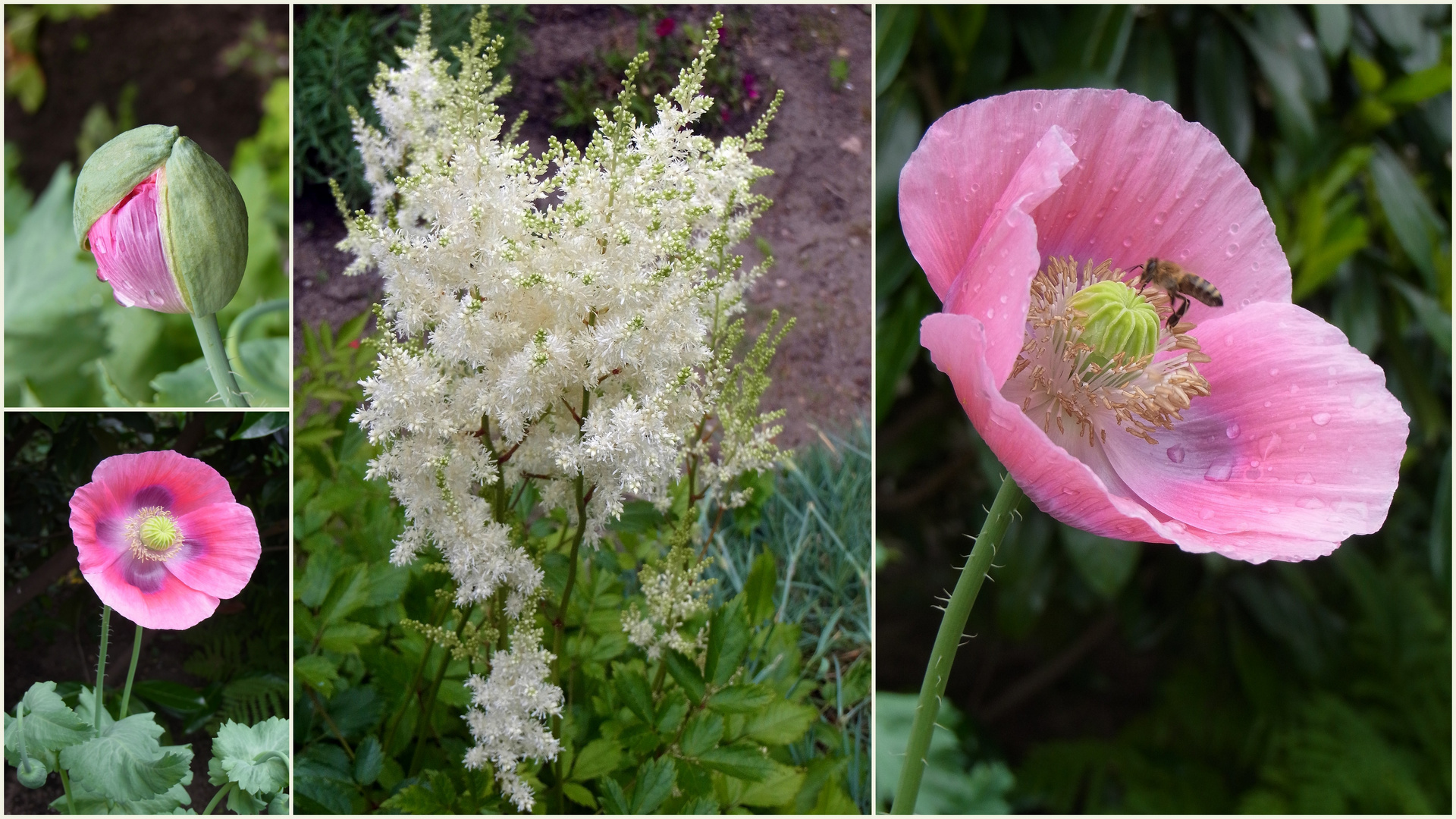 Unser rosa Gartenmohn