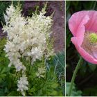 Unser rosa Gartenmohn