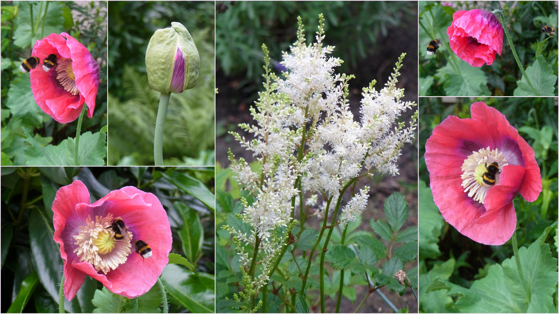 Unser rosa Mohn