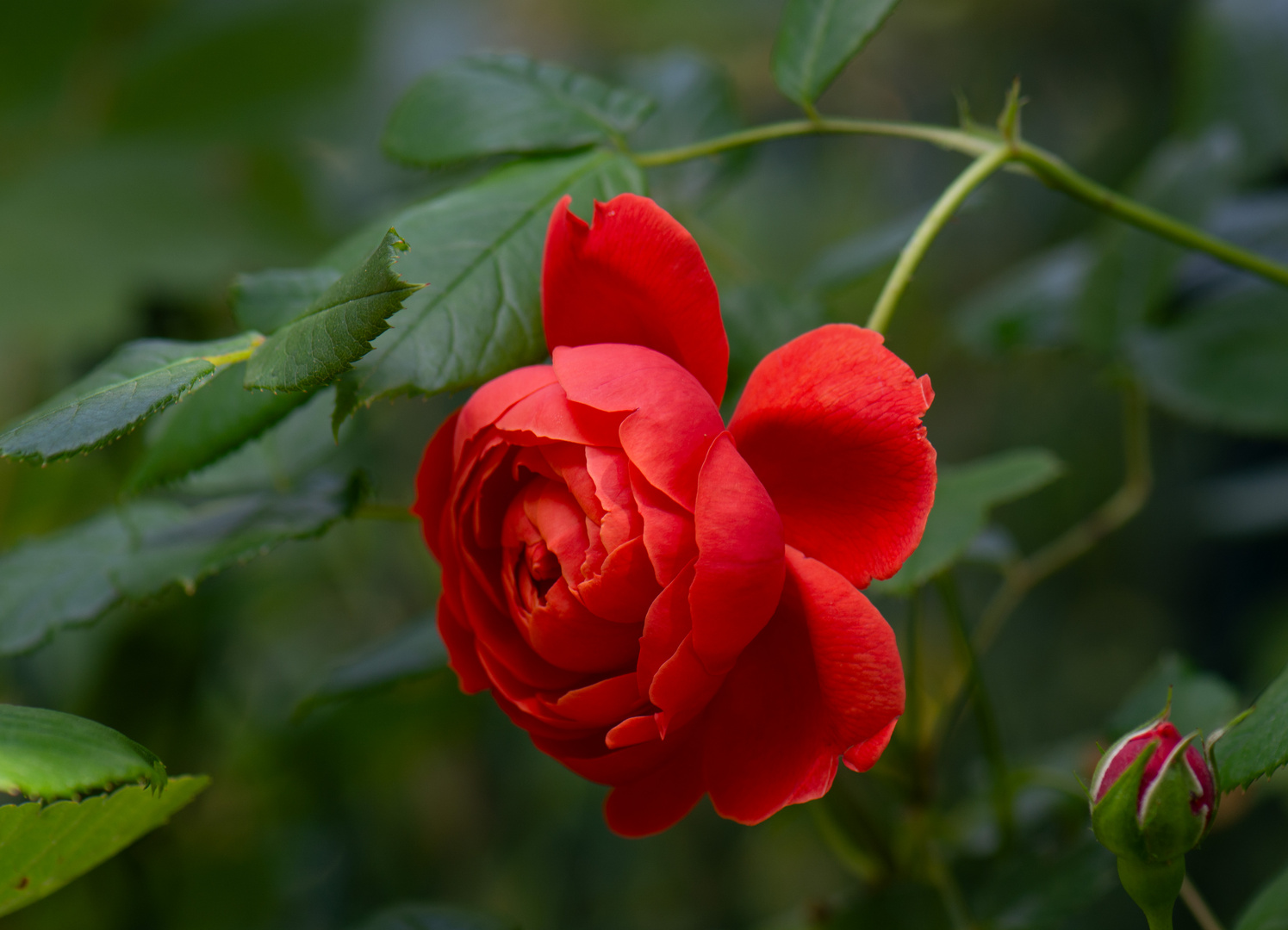 Unser Rose