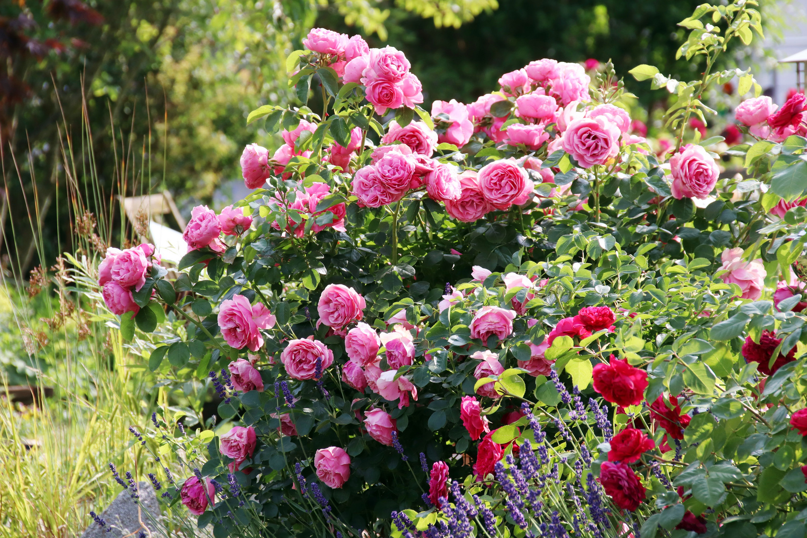 unser Rosengarten