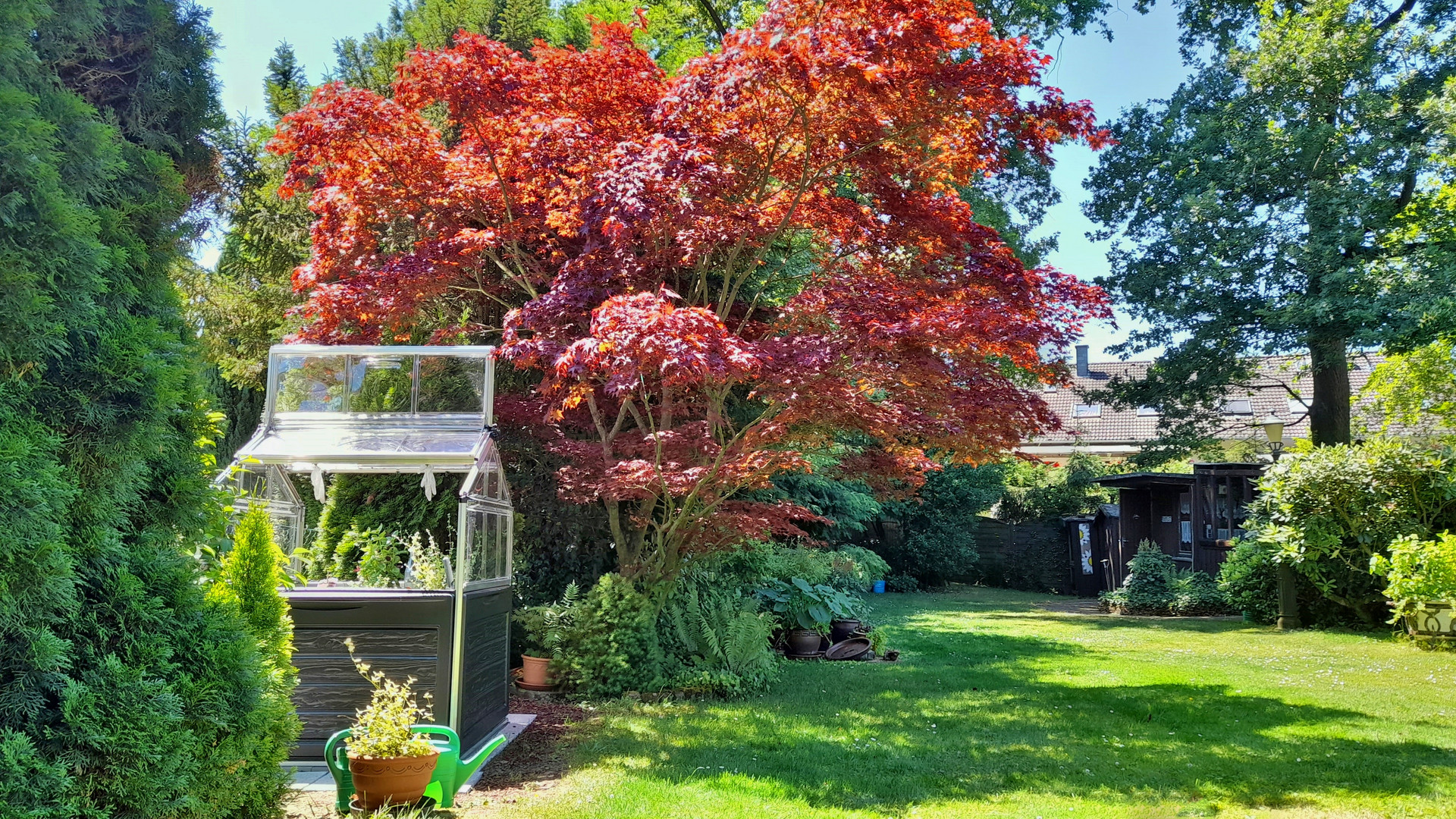 Unser Rot-Ahorn bringt derzeit wieder richtig Farbe in den Garten