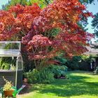 Unser Rot-Ahorn bringt derzeit wieder richtig Farbe in den Garten