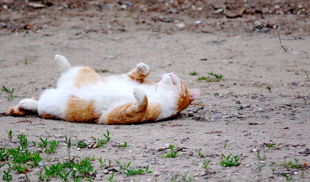 Unser roter Kater