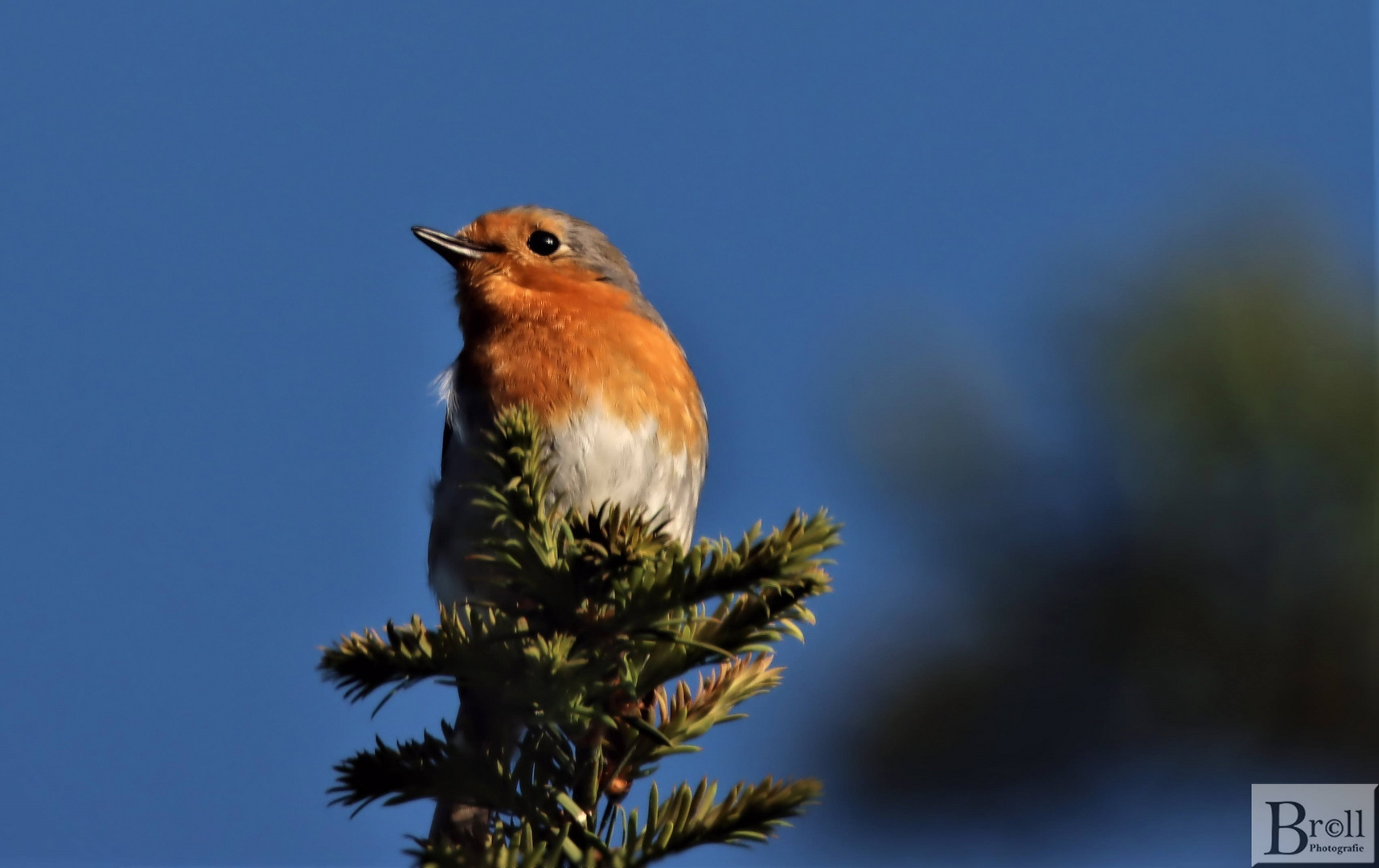 Unser Rotkehlchen ( (Erithacus rubecula)