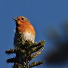 Unser Rotkehlchen ( (Erithacus rubecula)