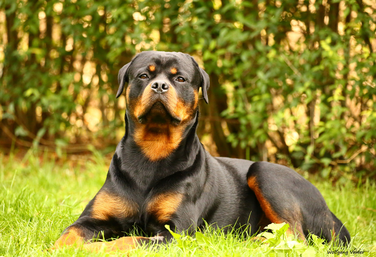 Unser Rotti