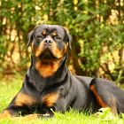 Unser Rotti