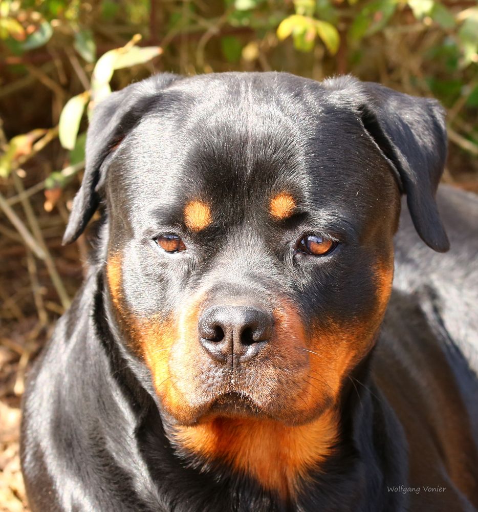 Unser Rotti