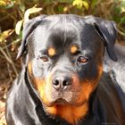 Unser Rotti