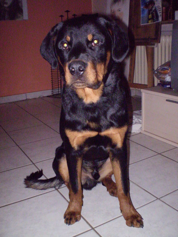 unser Rotti Ares