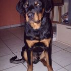 unser Rotti Ares