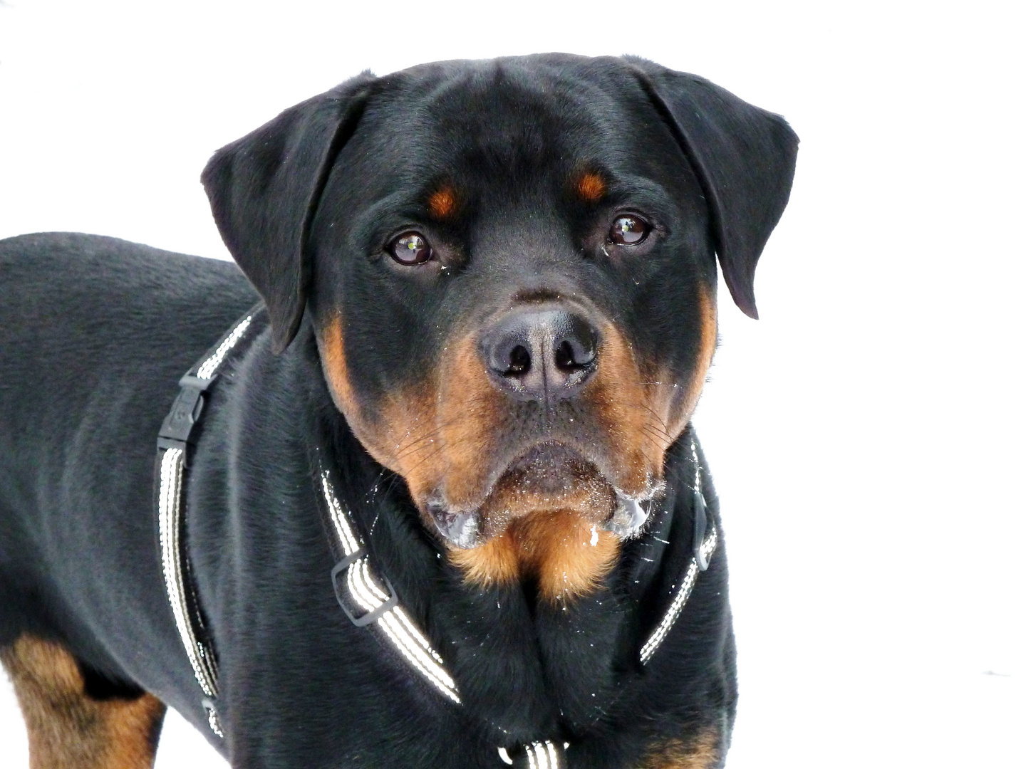 Unser Rotti Burli im Schnee