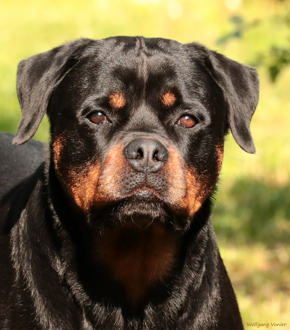 unser Rottweiler