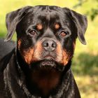 unser Rottweiler