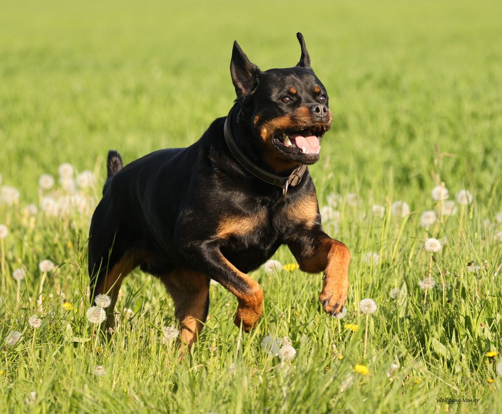 Unser Rottweiler