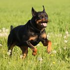 Unser Rottweiler