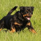 Unser Rottweiler