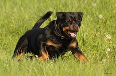 Unser Rottweiler