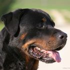 Unser Rottweiler Aaron