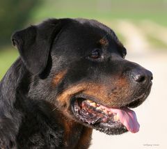 Unser Rottweiler Aaron